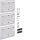 Hager FZ718 Verbindungssatz SK gleich für IP54 3-feldig